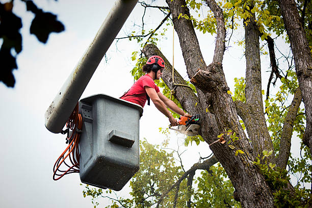 Best Arborist Consultation Services  in USA